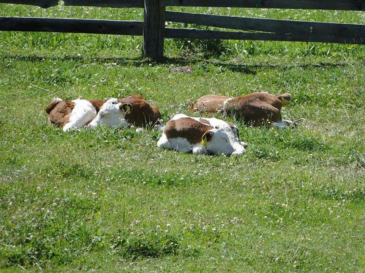 Farm stay Bauernhof Hatzlhof *